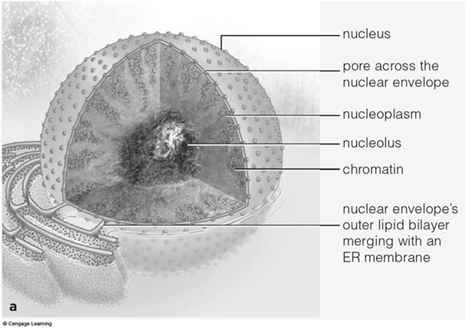 67 Nucleus Holder and protector of genetic information : outer covering : Ribosome