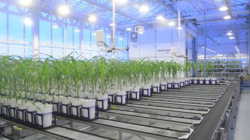 automated phenotyping platform for maize plants grown to full maturity
