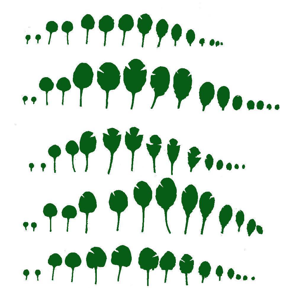 > 60 leaf growth promoting genes identified and their mechanism studied Wild-type Leaf
