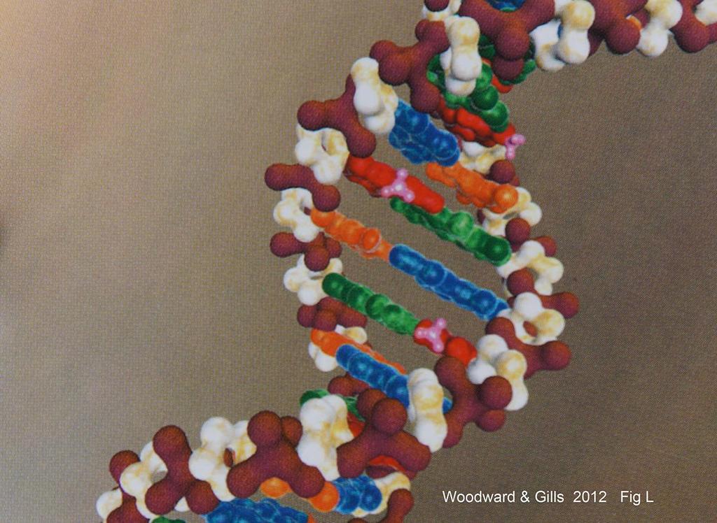 Problem # 3: Epigenetics Epigenetics is a management system that determines how to use the DNA Sensors in the cell detect