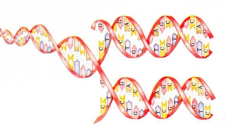 Genomics and Proteomics Genomics: - DNA base sequence in Genome Database...-K-E-Q-V-.