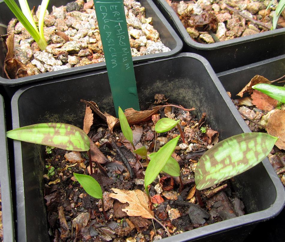 seedling leaves will start to develop their full markings.