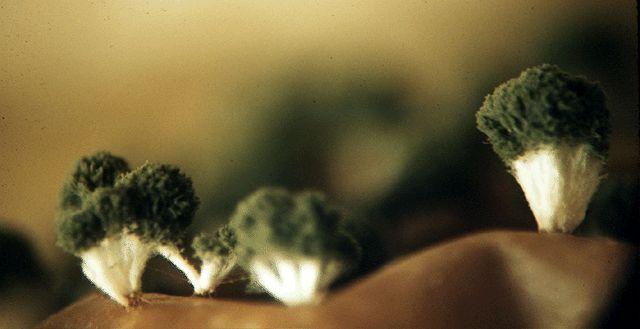 Deuteromycota (Imperfect Fungi) -Regarded as