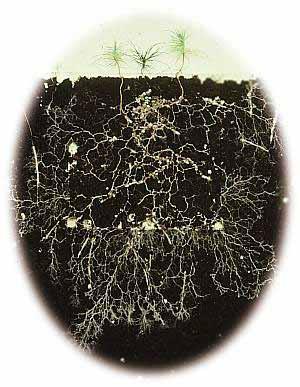 Mycorrhizae Mycorrhizae means fungus-root ; mutualistic relationship between plant and fungi The plant photosynthesizes while the fungus more efficiently takes up nutrients and water from the