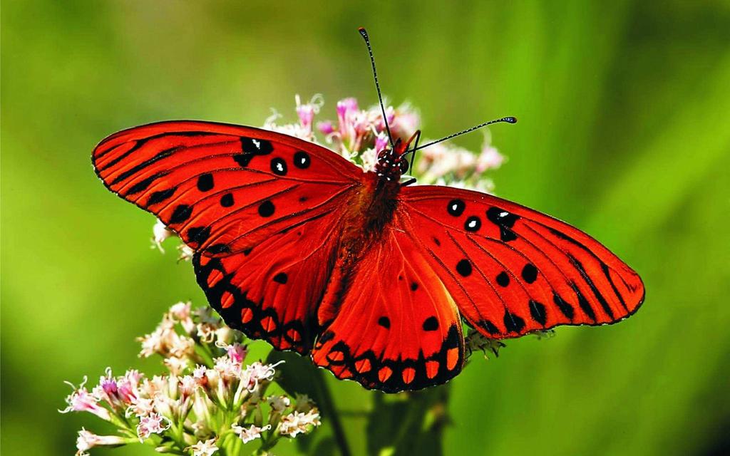 Een vlinder in de wiskunde: over chaos en