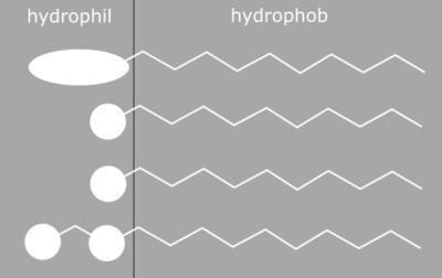 Consist of a hydrophobic group (tail) and a hydrophilic group (head).