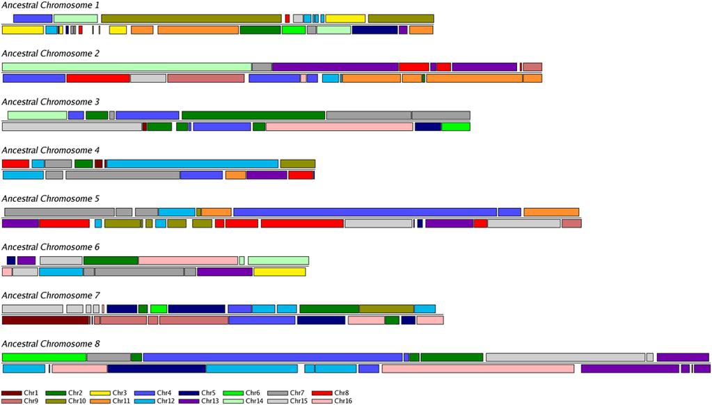 Figure 2. Synteny relationship between the reconstructed ancestral genome and the modern S. cerevisiae genome. Each colored block represents a region in S.