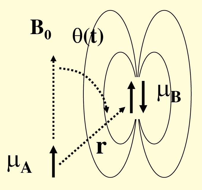 The Dipole-Dipole Interaction The dipolar interaction depends on distance (1/r 3 ) and orientation ( ) A local fluctuating magnetic field is experienced at nucleus A as molecule tumbles and changes