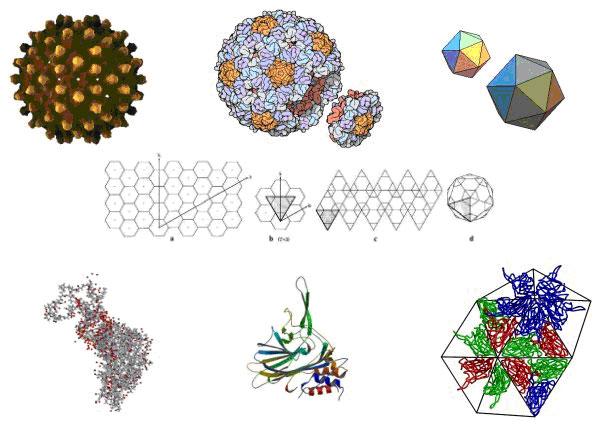related by LOCAL symmetry Example: a crystal of viral particles,