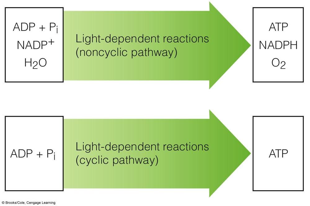 Cyclic and Noncyclic Pathways Electrons from photosystems take noncyclic or cyclic pathways,