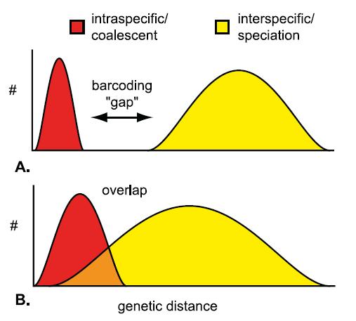 DNA barcoding Species boundaries recognized by
