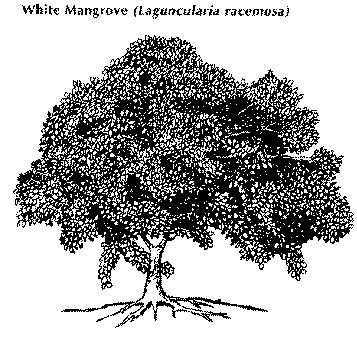 White Mangroves, Laguncularia racemosa Looks like a
