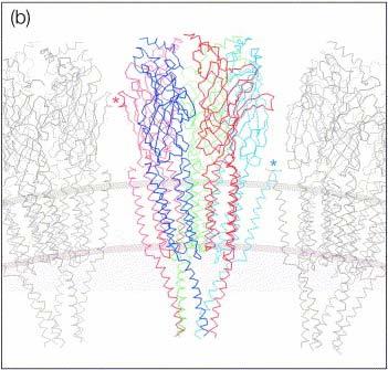 Structure Assembled from a ring of five homologous subunits Two binding sites Extracellular,