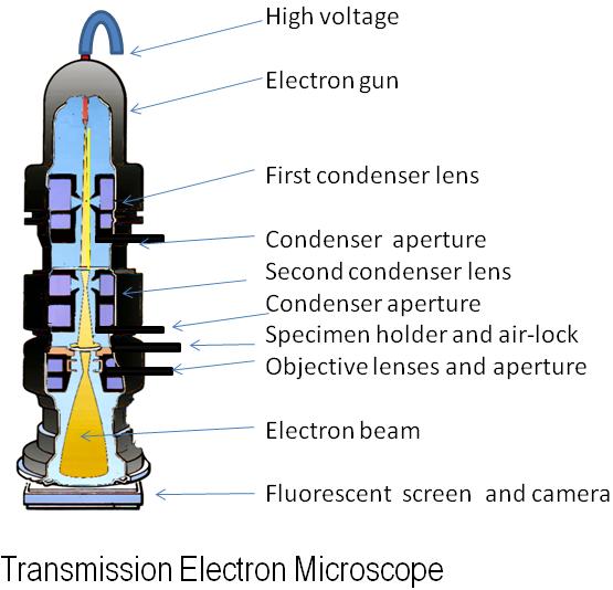Transmission electron microscope (x