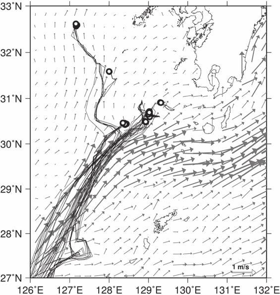 124 Masachika MASUJIMA, Yoshiki KATO, and Kyo-hei SEGAWA cross the Kuroshio Current before they were at 50 DAH, i.e., BL <140 mm (Miyashita, 2001).