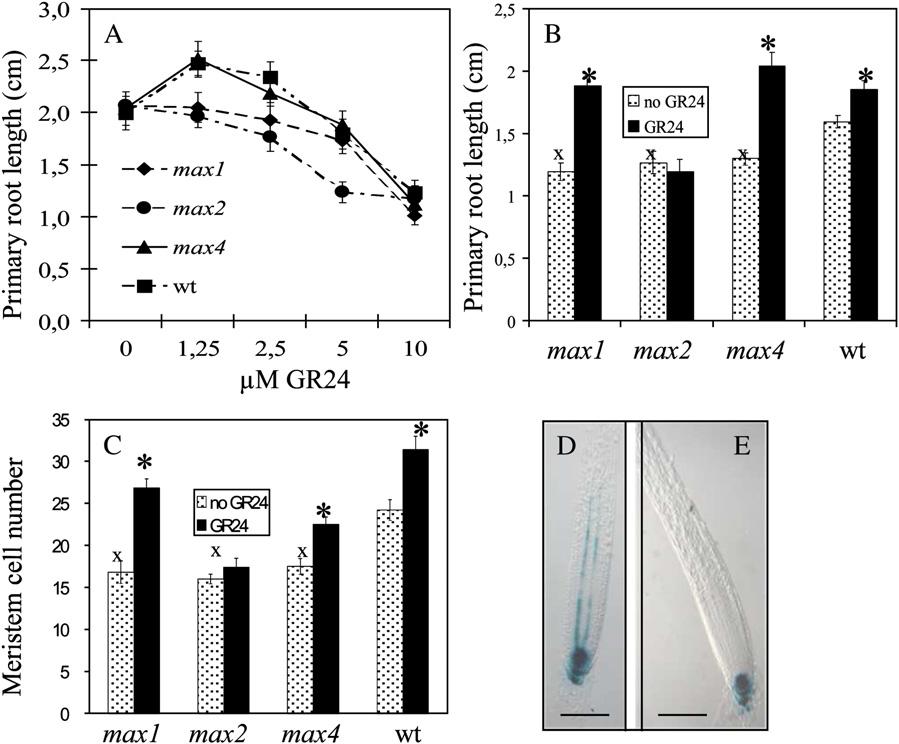 Strigolactones and Root System Architecture RESULTS Application of the Strigolactone Analog GR24 Leads to a MAX2-Dependent Increase in Primary Root Length Growth and development of roots of 8, 11,