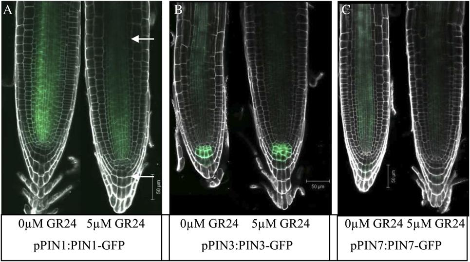 Strigolactones and Root System Architecture Figure 3. PIN-GFP protein levels and localization in roots of GR24-treated and untreated Arabidopsis plants.