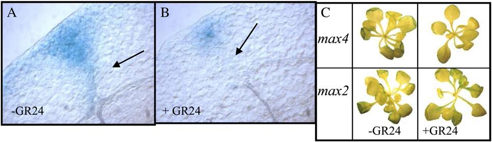 Ruyter-Spira et al. Figure 6. GR24 treatment results in decreased intensities of the auxin reporter DR5-GUS in aerial parts of the plant.