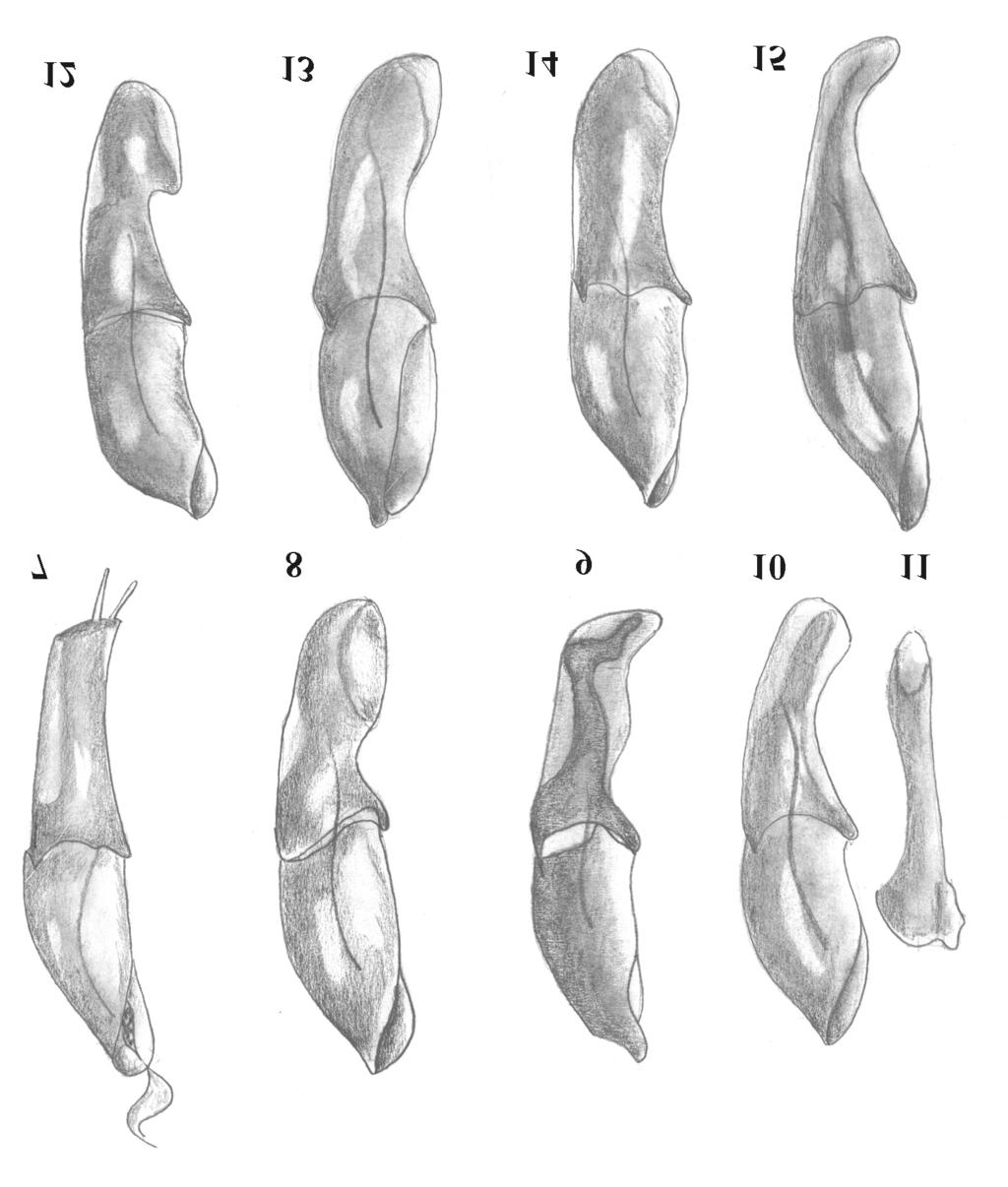 108 Z. STEBNICKA Figs 7-15. Male genitalia: 7-9 aedeagus in lateral view: 7 Ataenius aequalis HAR.,8 A. abancay sp. n.