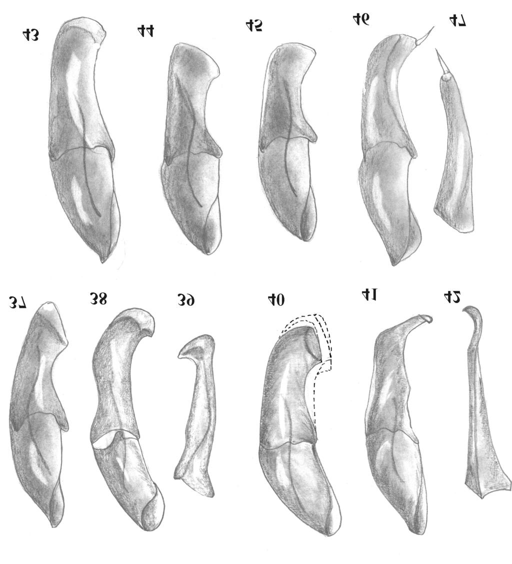 New World Ataenius 127 Figs 37-47. Male genitalia: 37 Ataenius lobatus HORN, aedeagus in lateral view; 38, 39 A. onkonensis sp. n., 38 aedeagus in lateral view, 39 left paramera ventrally; 40 A.