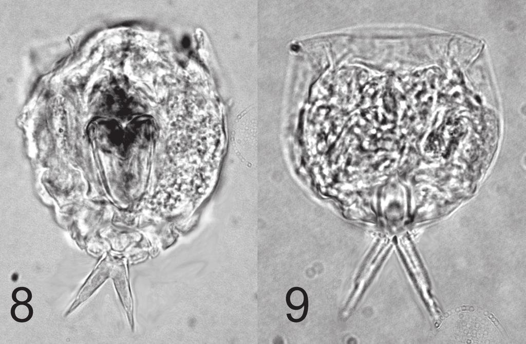 Savatenalinton & Segers: Moss-dwelling rotifers from Thailand Material examined. Female holotype, deposited in the Royal Belgian Institute of Natural Sciences (K.B.I.N./I.R.S.N.B., IG 30898 RIR 178), Brussels, Belgium.