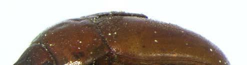 6 INSECTA MUNDI 0060, December 2008 SMITH Synonym. Macrosoma Hope, 1837: 109 (junior homonym). Type species Melolontha glacialis Fabricius, by original designation. Synonym. Listronyx Guérin-Méneville, 1839: 302.