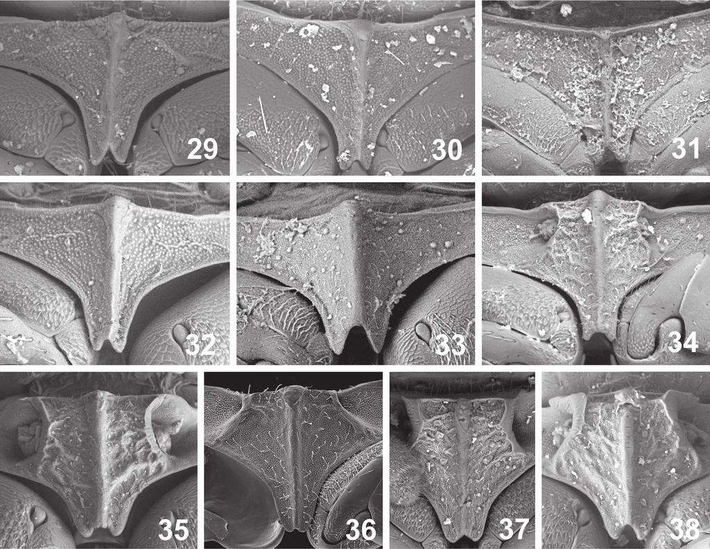 54 Albert Deler-Hernández et al.: A review of the genus Oosternum Sharp of the West Indies... Figures 29 38. Median portion of prosternum. 29. Oosternum andersoni 30. O. bacharenge 31. O. cercyonoides 32.