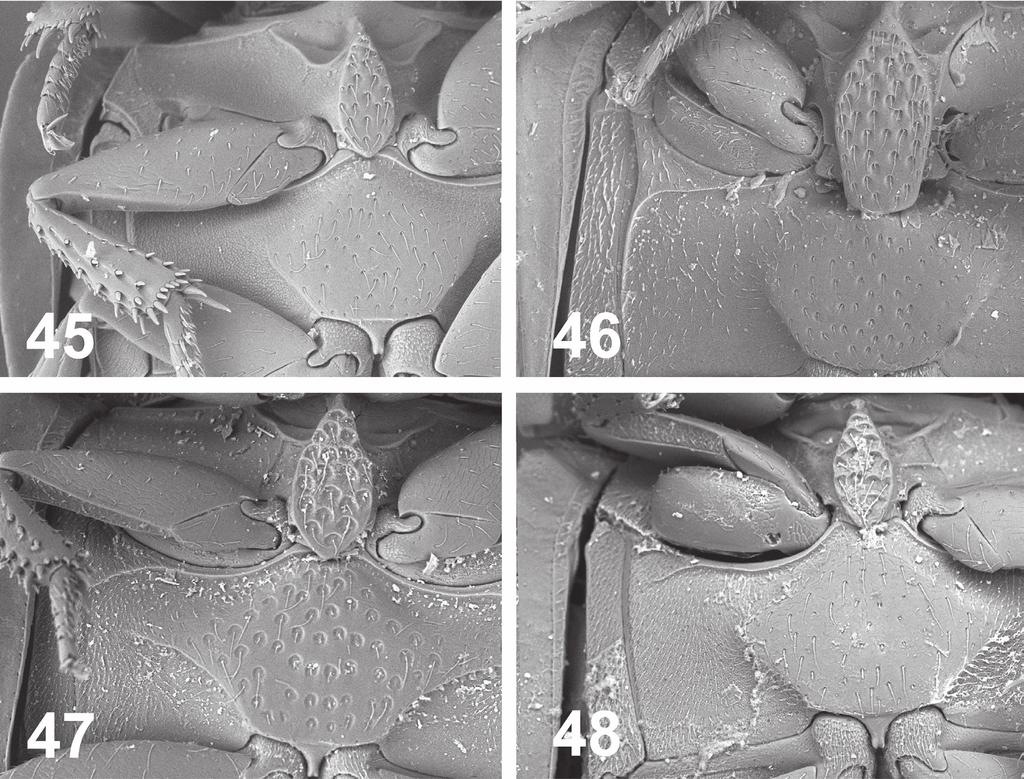 56 Albert Deler-Hernández et al.: A review of the genus Oosternum Sharp of the West Indies... Figures 45 48. Meso- and metaventrite plate. 45. O. megnai 46. O. pecki 47. O. sharpi 48. Oosternum sp.