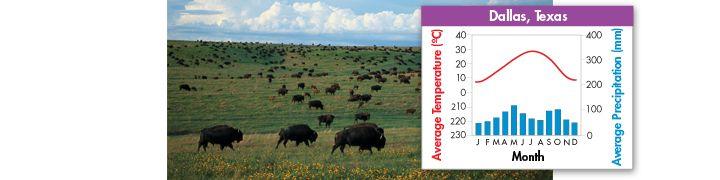 TEMPERATE GRASSLAND Plains and prairies once covered vast areas of the midwestern and central United States. Periodic fires and heavy grazing by herbivores maintained grassland plants.
