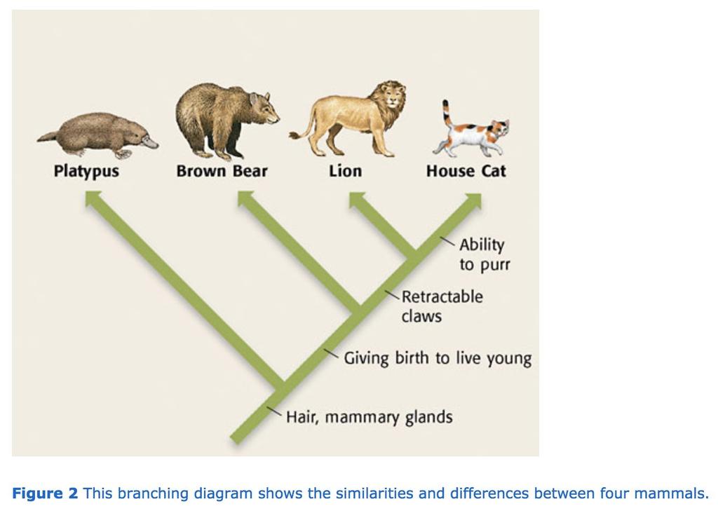 Levels of Classification Every living thing is classified into one of three domains. Domains are the largest and most general groups. All living things in a domain are sorted into kingdoms.