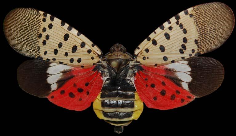 Spotted Lanternfly Biosecurity Everyone Can