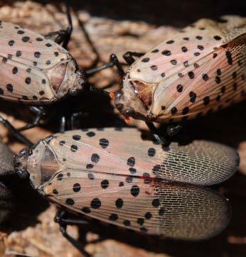 Spotted Lanternfly Biosecurity Adults: July
