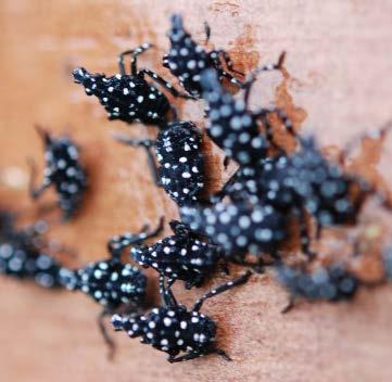 September Hatch and 1st Instar: Late April-