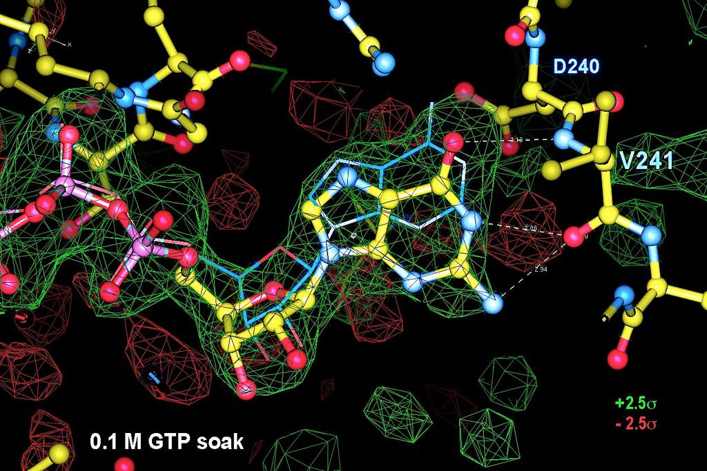 Figure S7. Soaking EcCTPS crystals in 100 mm GTP loads GTP into the ATP site (James Endrizzi and E.P.B., unpublished data).