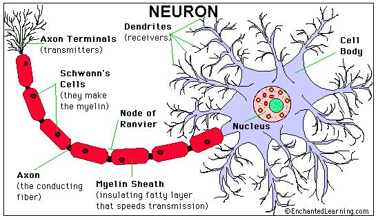 The human neuron 10 11 neurons of > 20 types, 1ms-10ms