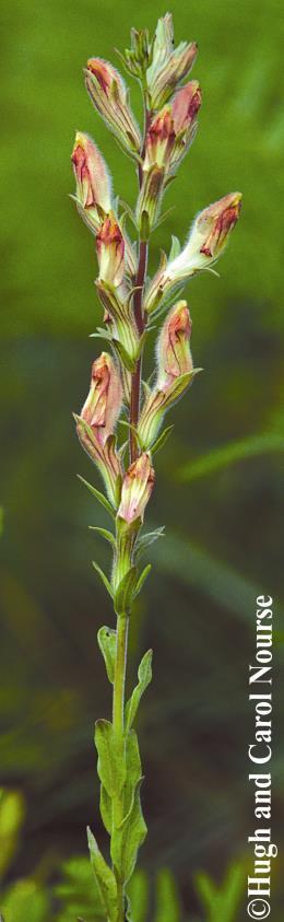 Common Name: CHAFFSEED Scientific Name: Schwalbea americana Linnaeus Other Commonly Used Names: American chaffseed Previously Used Scientific Names: Schwalbea australis Pennell, Schwalbea americana L.