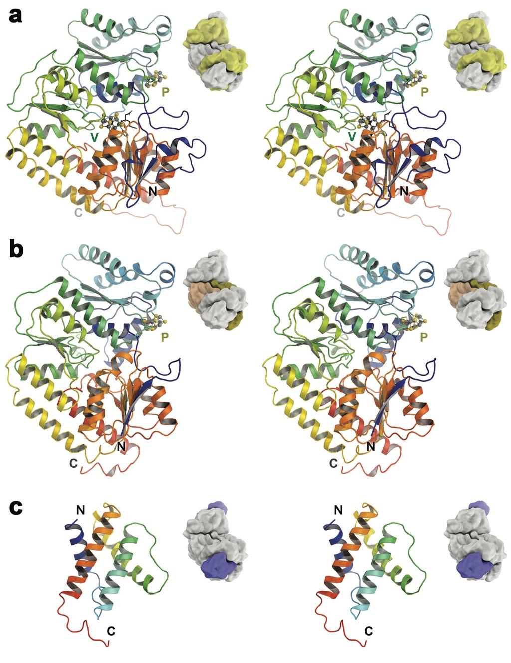 SUPPLEMENTARY RESULTS Supplementary Figure 1: Subunit structure of A. vinelandii VFe protein.