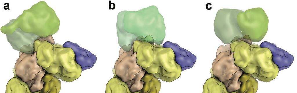 Supplementary Figure 4: Interference of the VnfG subunit with complex formation. The docking site for Fe protein is defined through several crystal structures of A. vinelandii Mo nitrogenase.