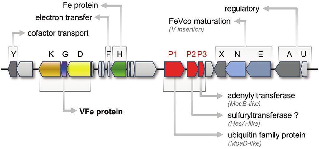 Supplementary Figure 7: Maturation factors in the vnf gene cluster. The vnf cluster of A. vinelandii consists of five operons with at least 17 open reading frames.