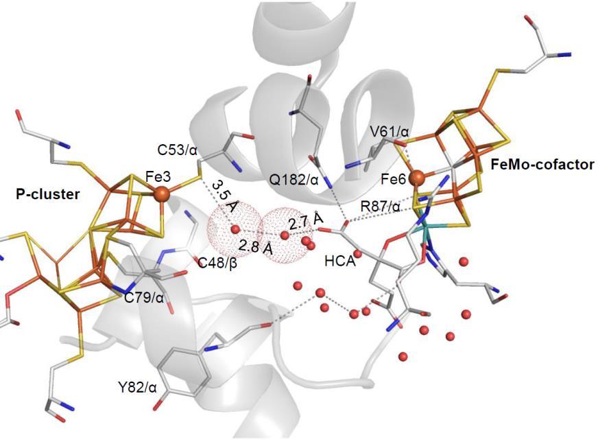Figure S6. Hydrogen bonding network between the P-cluster and the FeMo-cofactor in Cp1. The four helices from the α- and β-subunits are represented as ribbons in gray color.