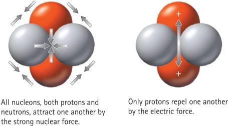 The Atomic Nucleus and the Strong Nuclear Force The strong force is a force in the A. atom that holds electrons in orbit. B. nucleus that holds nucleons together. C. both of the above D.