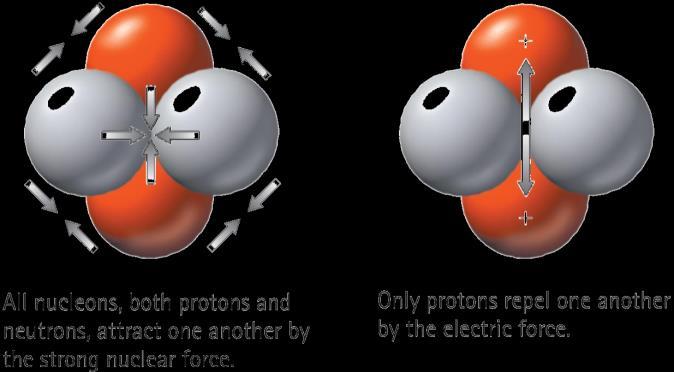 The Atomic Nucleus and the Strong Nuclear Force The presence of neutrons helps