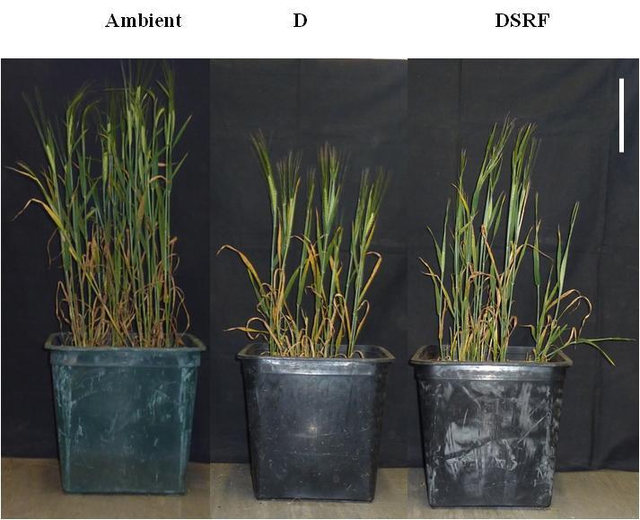 Fig. 5.5. Barley plants treated with different watering regimes at harvest (c.