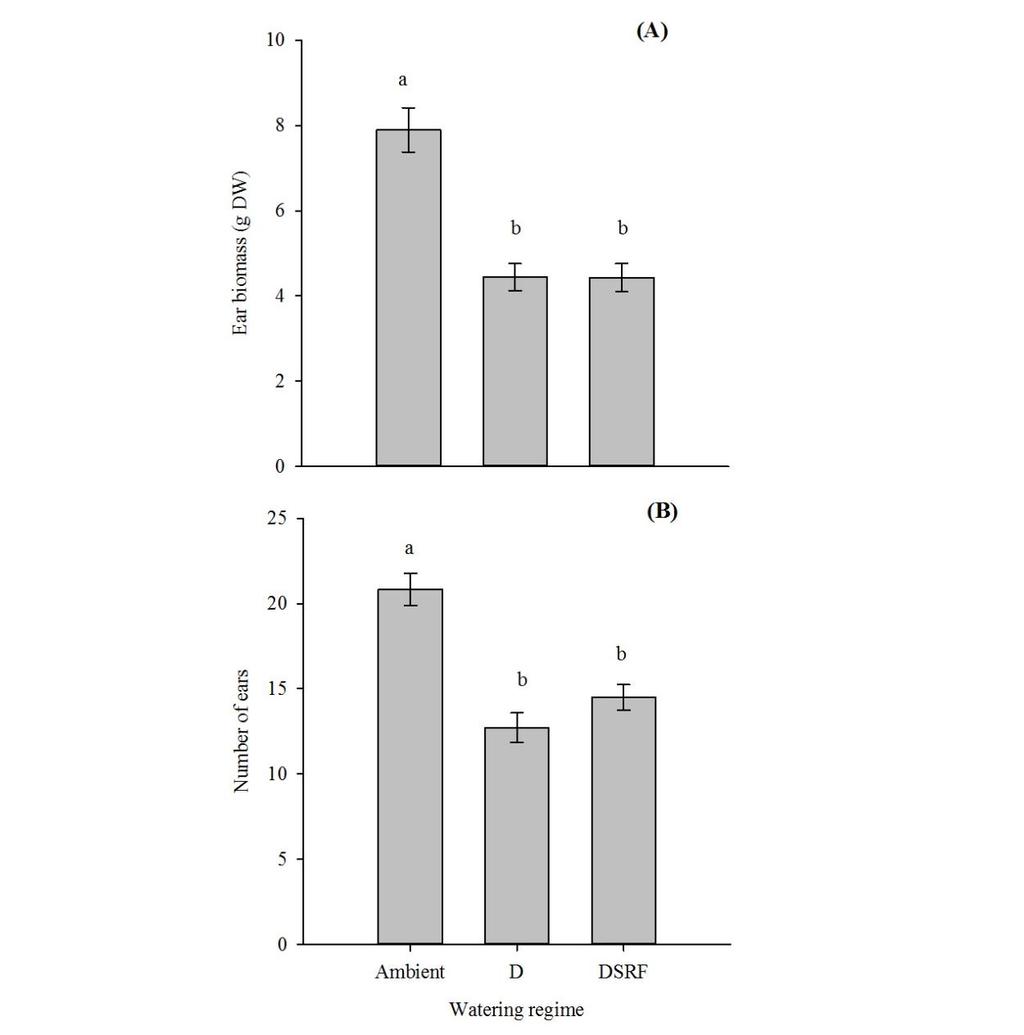 Chapter 5 Fig. 5.7 (A) Ear biomass and (B) number of ears of barley plants treated with different watering regimes.
