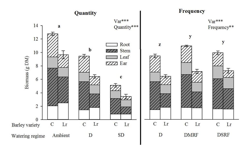 Fig. 3.2. Total plant biomass (g dry mass (DM)) of barley cultivar (C) and Landrace (Lr) plants treated with changes in water quantity or watering frequency.