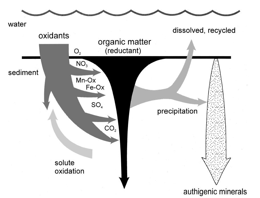 Sediment Diagenesis: Organic Matter Respiration 14% of sedimentary organic matter (SOM) is oxidized through anaerobic respiration, especially sulfate reduction.