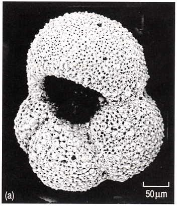 Planktonic Foraminiferans Fig 1.6 (a) Globigerina bulloides.