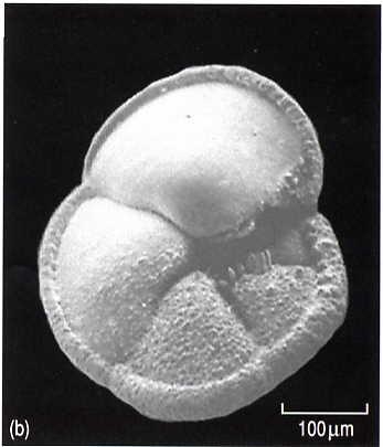 The calcite skeleton consists of four spherical chambers, and has an open, arched aperture. Fig 1.