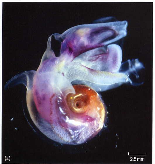 This marine snail has a transparent shell, and paired muscular swimming wings protrude from its body.