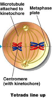 Unlike mitosis, the centromeres do not break up. Nucleus division completed.